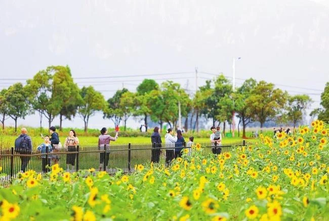 云南：农旅融合 田园欢歌